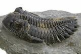 Multi-Toned Hollardops Trilobite Fossil - Ofaten, Morocco #319942-3